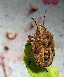 stinkybug